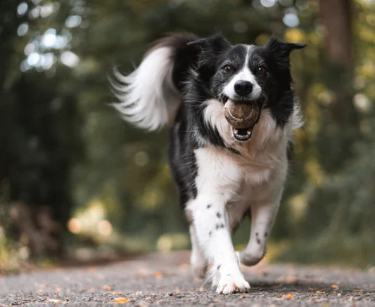 Why Pet Panels Are Perfect for Your Pets
