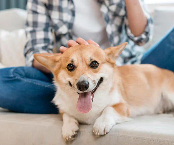Best Ways to Keep Your Pets Safe and Happy
